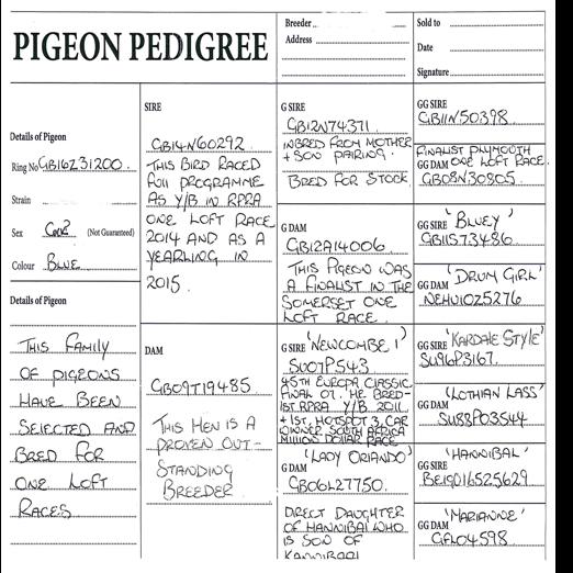 pigeon pedigree